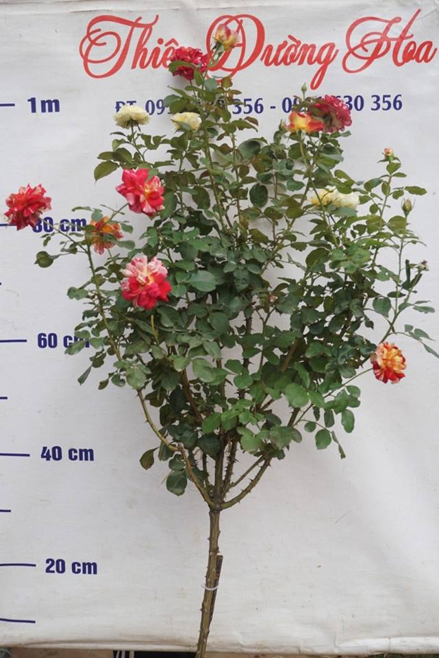Hồng Tree Sapa